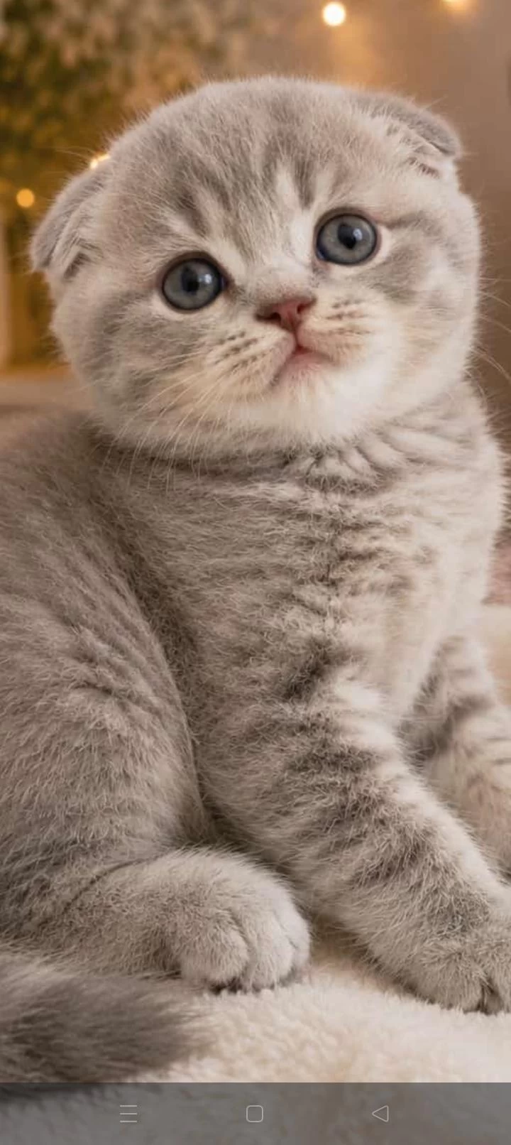 Top Kafa Ayı Surat Scottish Fold Yavrularımız