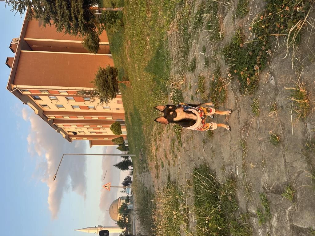 2 Yaşında Pinscher Yuva Arıyor