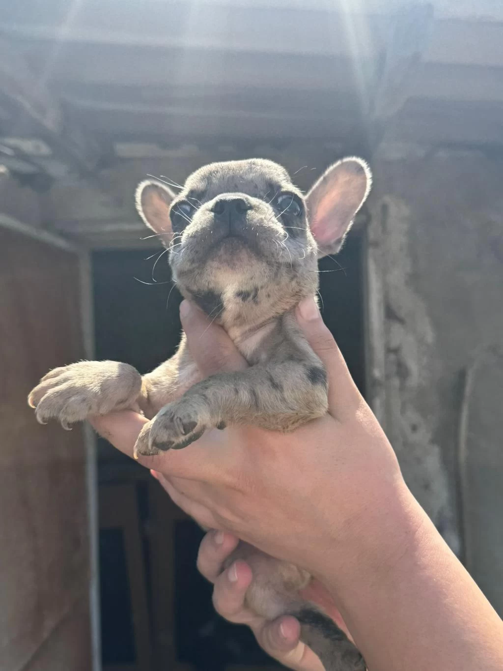 French Bulldog Bebekler