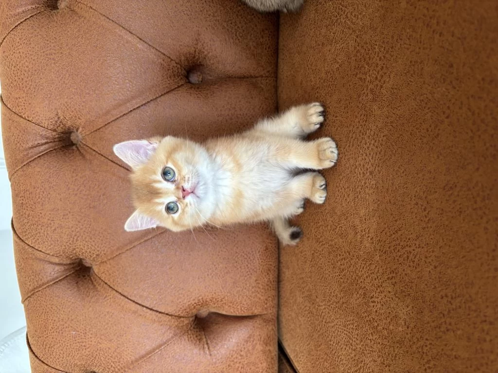 British Golden Bebeklerimiz İrkının En Güzel Örnekleri