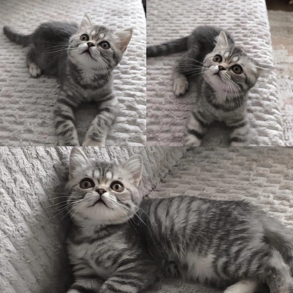 British Shorthair Tabby