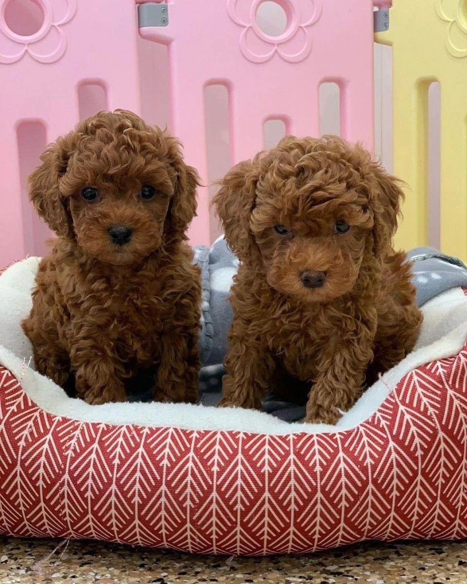 A Kalite Toy Poodle Bebekler