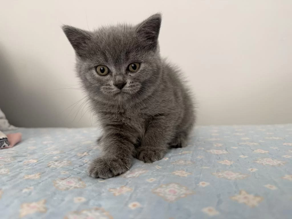 British Shorthair Dişi 55 Günlük