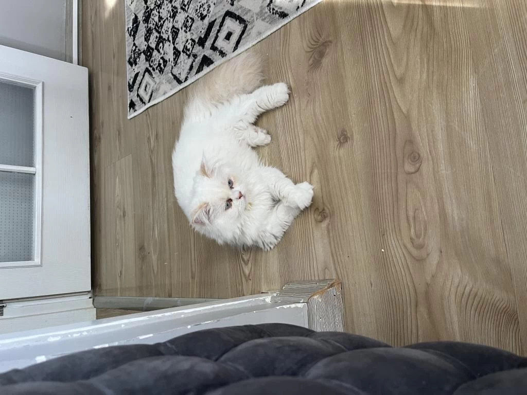 8 Aylık Kedimiz Sahiplendirilecektir