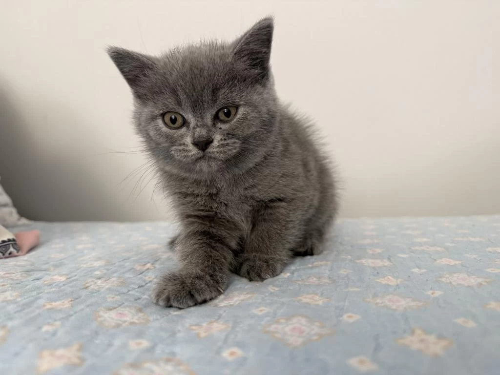 British Shorthair 55 Günlük