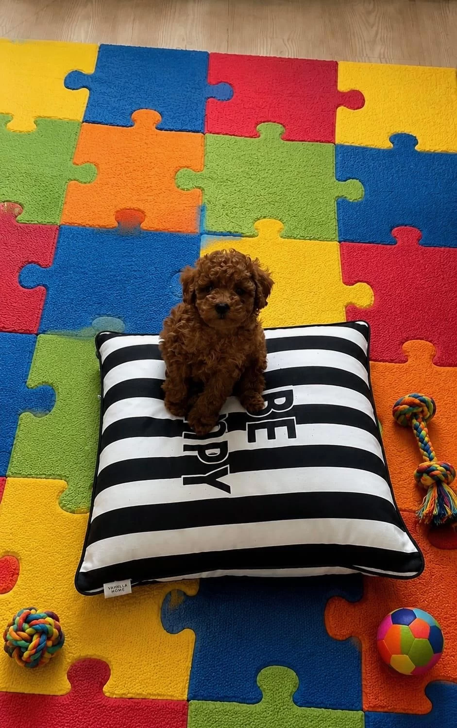 Sağlık İrk Kilo Garantili Orjinal Toy Poodle