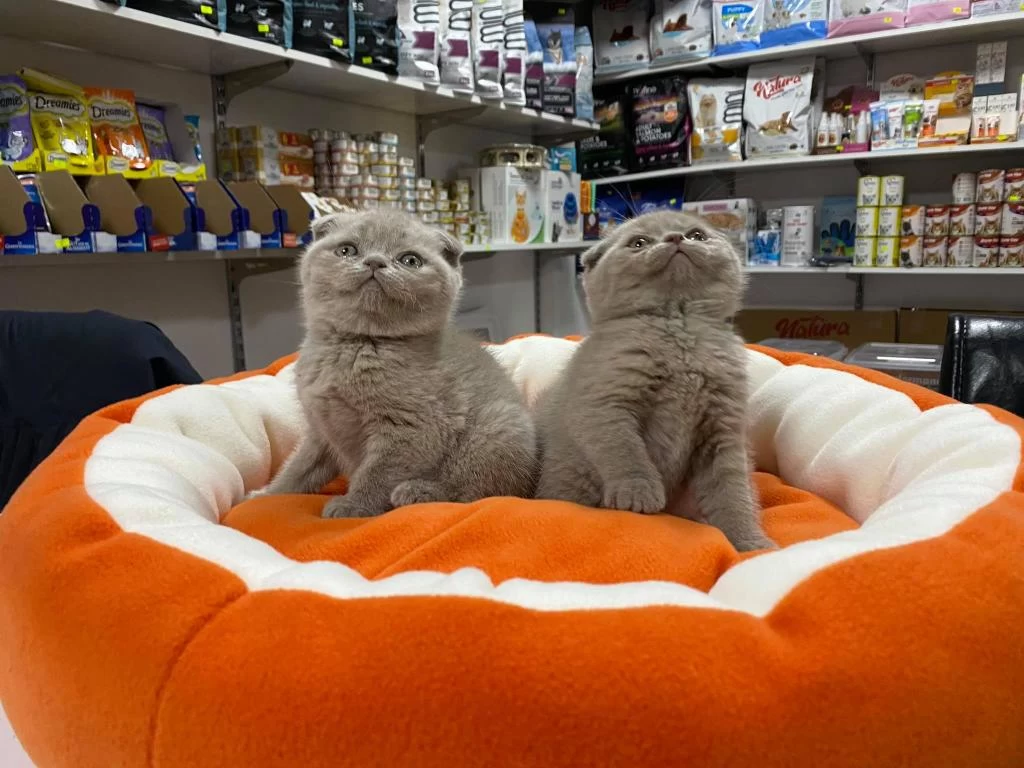 Safkan Biblo Güzelliğinde Scottish Fold