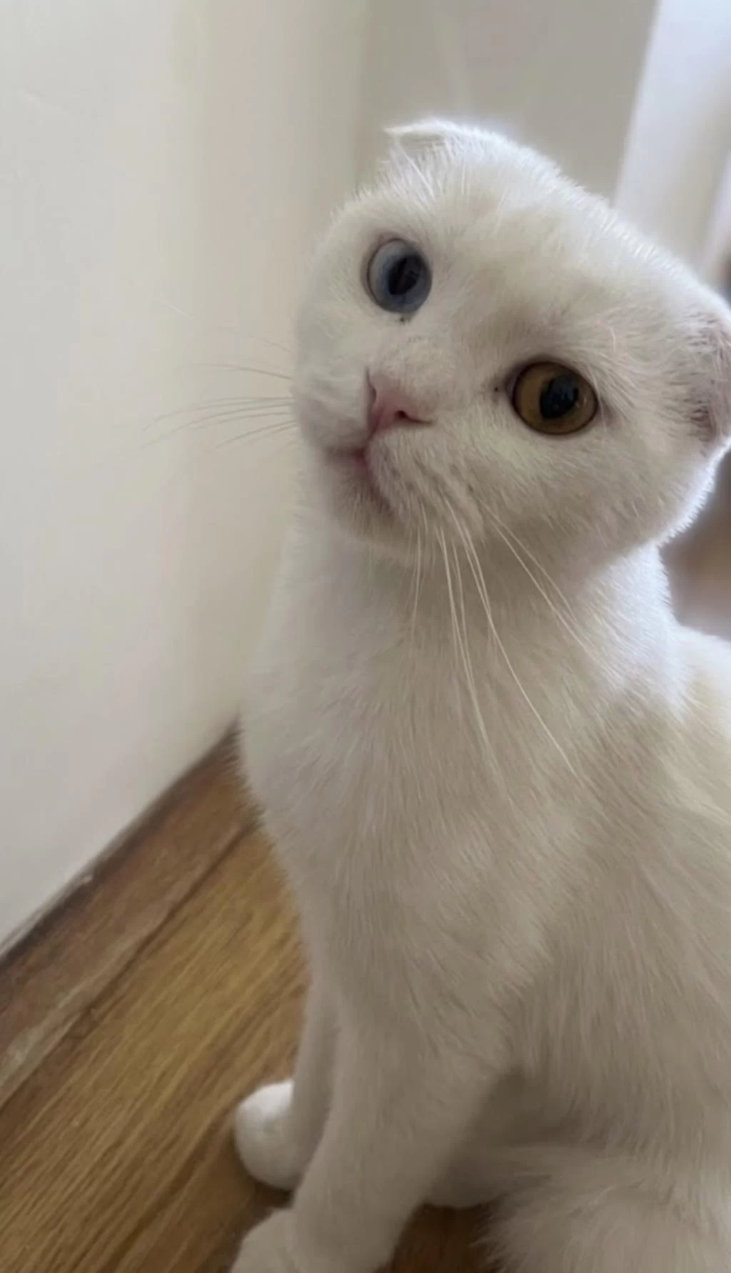 Scottish Fold Ve Van Kedisi Kirmasi