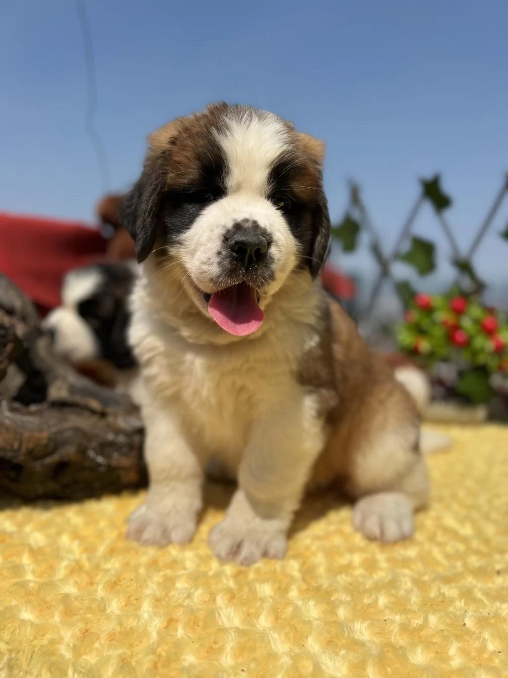 Heybetli Üst Kalite St Bernard Yavrular