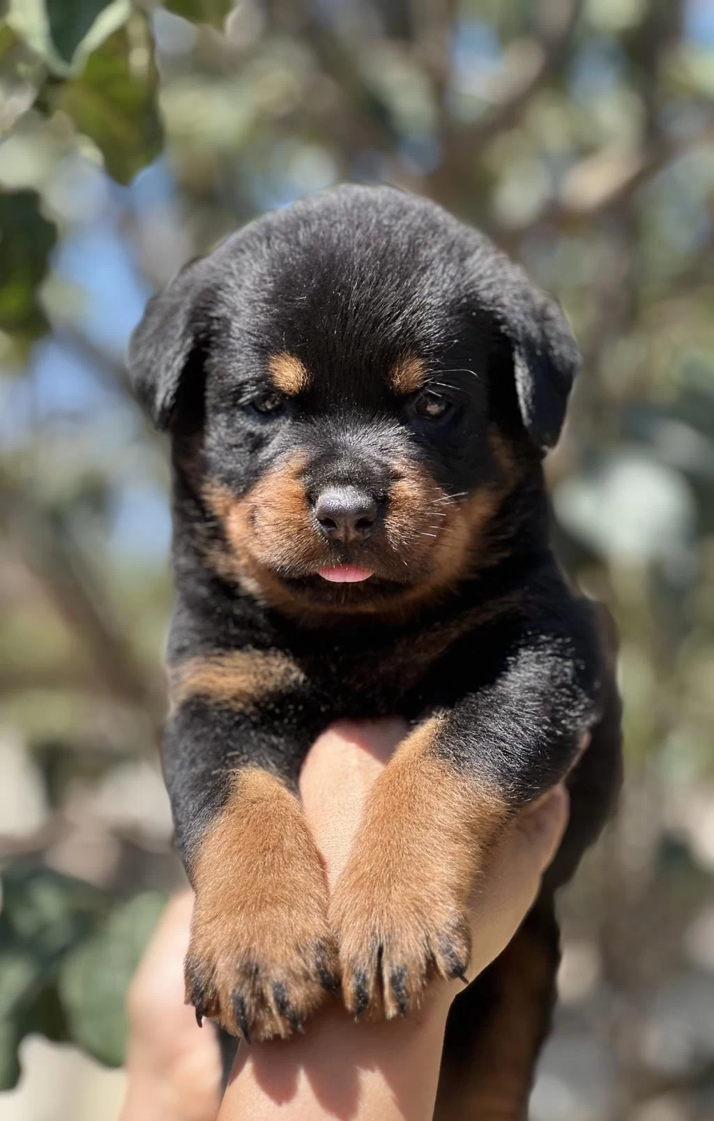 Harika Anatomi Rottweiler Yavrular