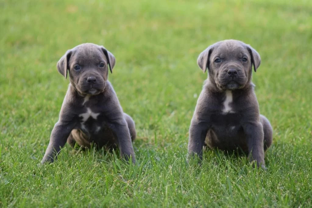 Heybetli Üst Kalite Cane Corso Yavrular