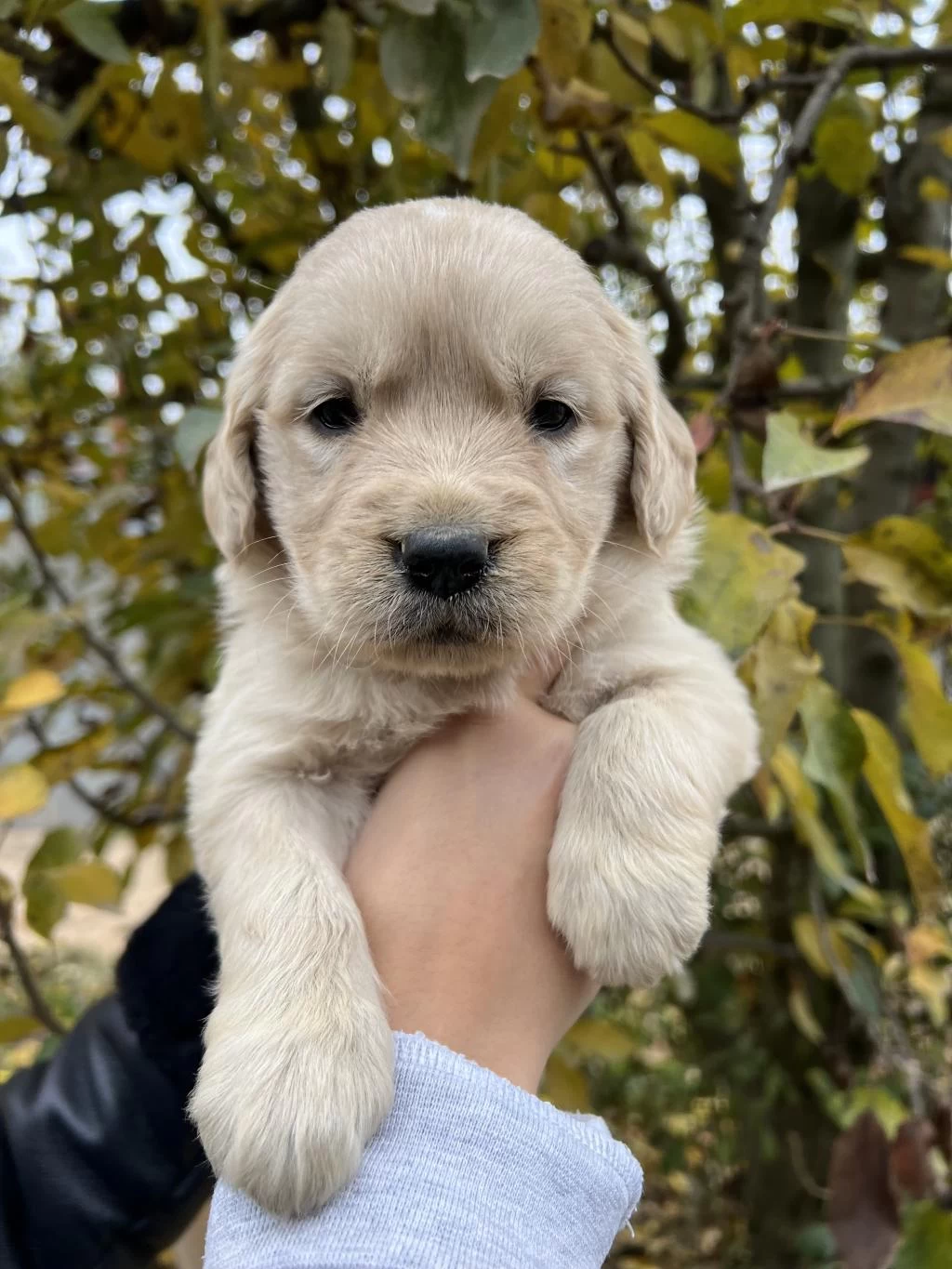 Bebek Yüzlü Golden Retriever Yavrular