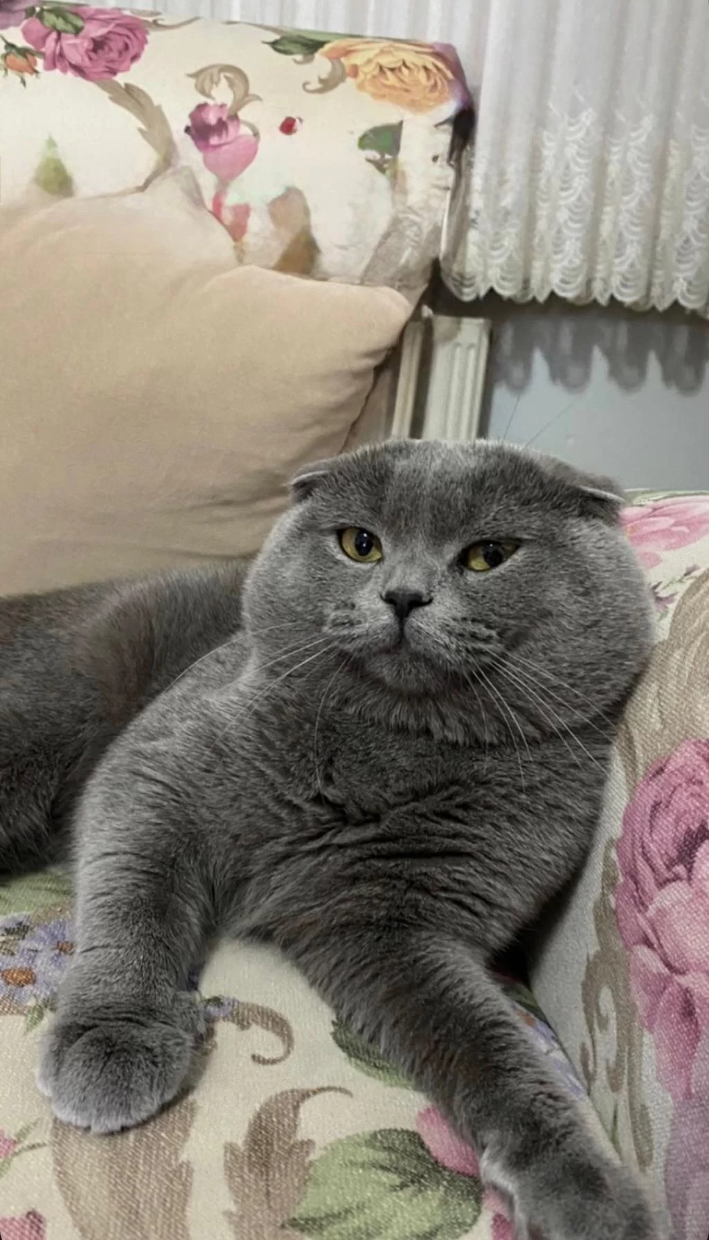 Ücretsiz Sahiplendirme 2 Yaşında Scottish Fold