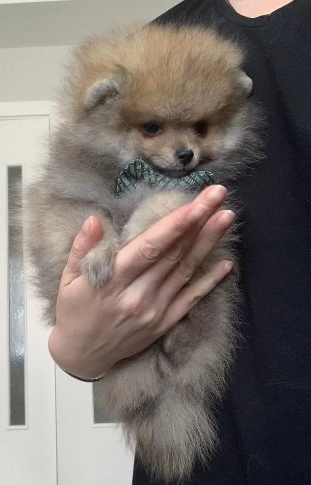 Pomeranian Boo Turuncu Erkek Uygun