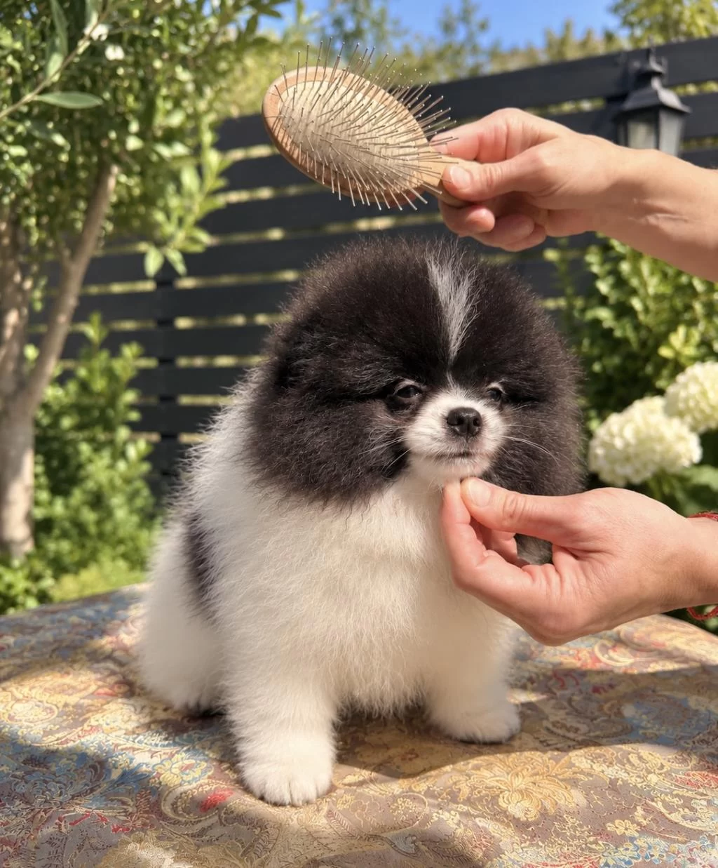 Muhteşem Bicolor Pomeranian Yavrularımız