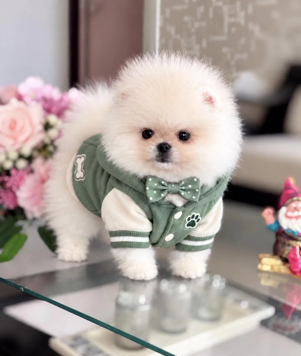 Safkan Ayı Surat Pomeranian Boo