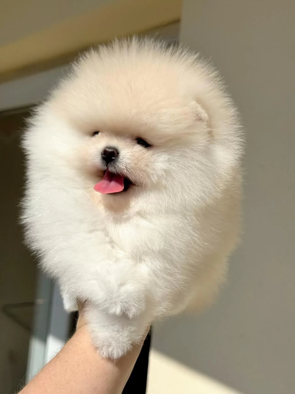 İnanılmaz Güzellikte Bembeyaz Pomeranian Kızımız