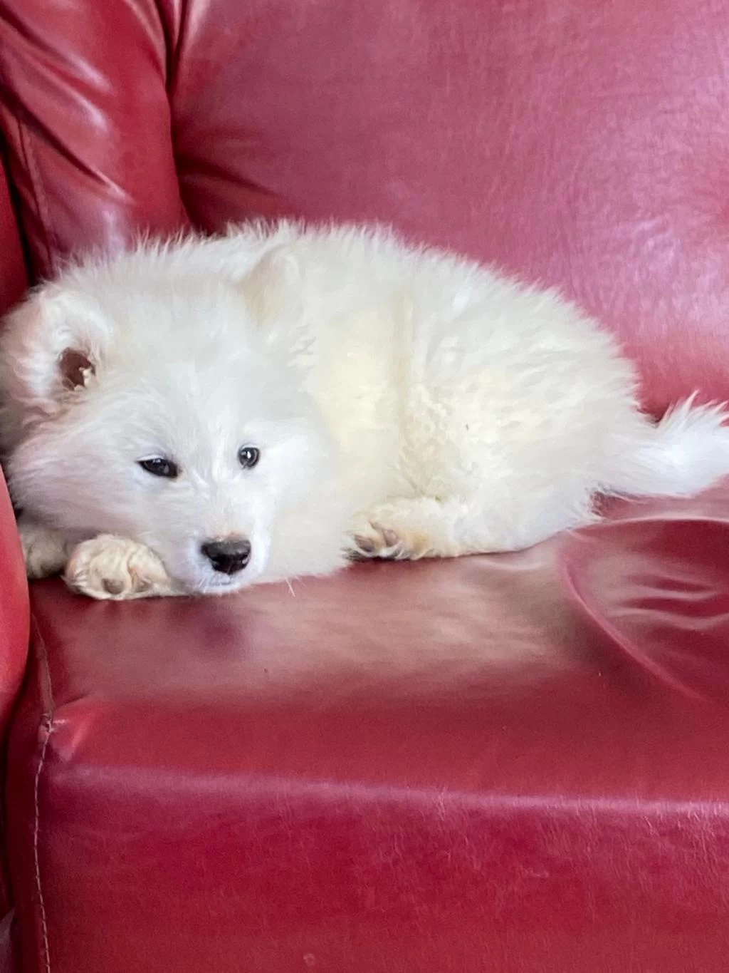 Harika Samoyed Bebeklerim