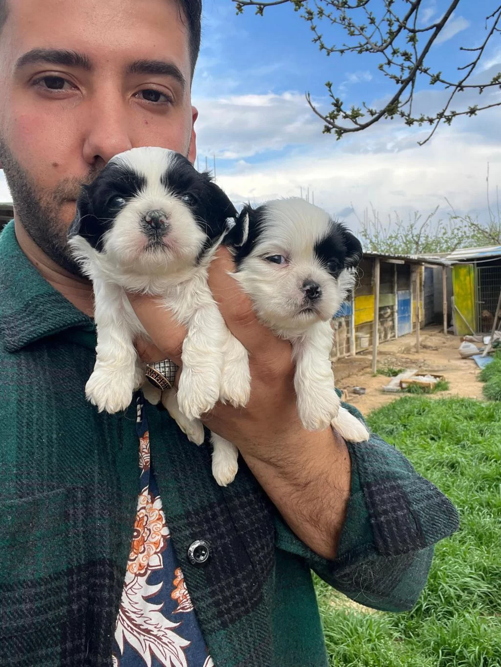 Shih Tzu Bebeklerimiz
