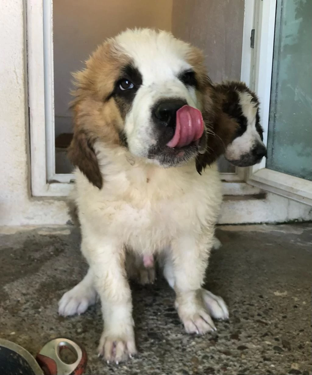 Saint Bernard Bebek Köpekler