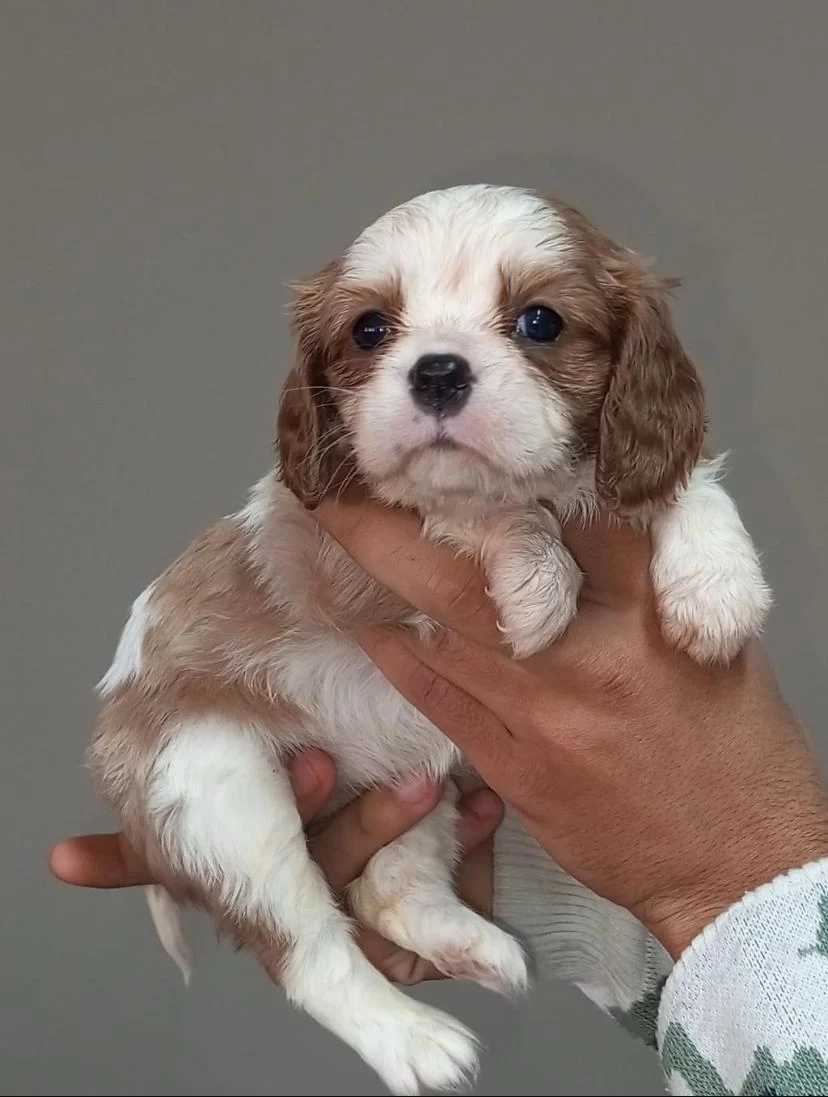 Cavalier King Charles Yavrulari