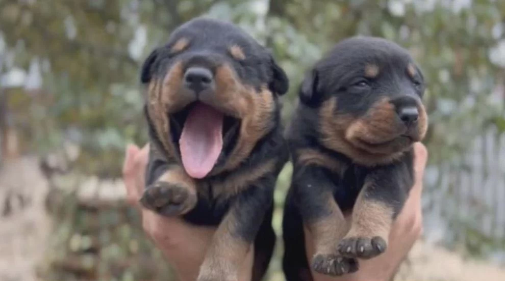 Rottweiler Yavruları