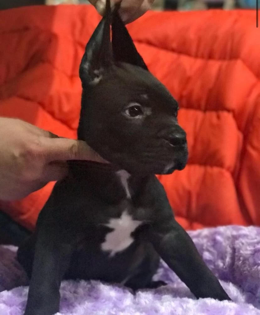 Cane Corso Koca Kafa Yavrular