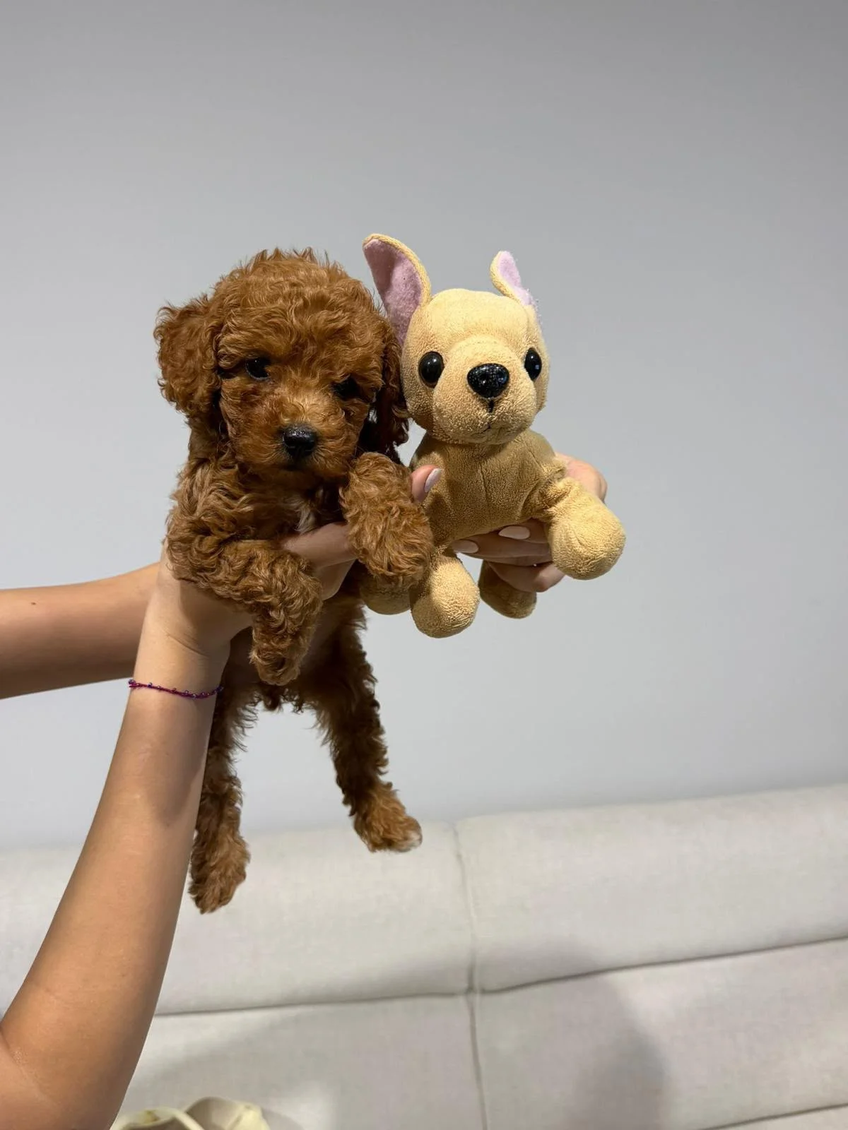 Irk Özelliklerini Taşıyan Toy Poodle Yavrusu