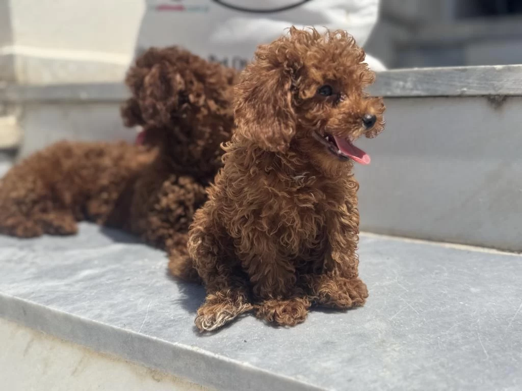 Petmode Köpek Çifrliğinden Tea Cup Kore Poodle