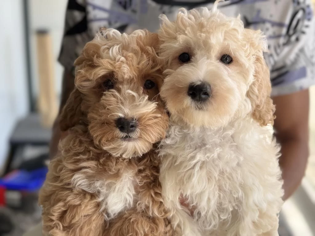 Petmode Köpek Çiftliğinden Maltipoo Yavrular