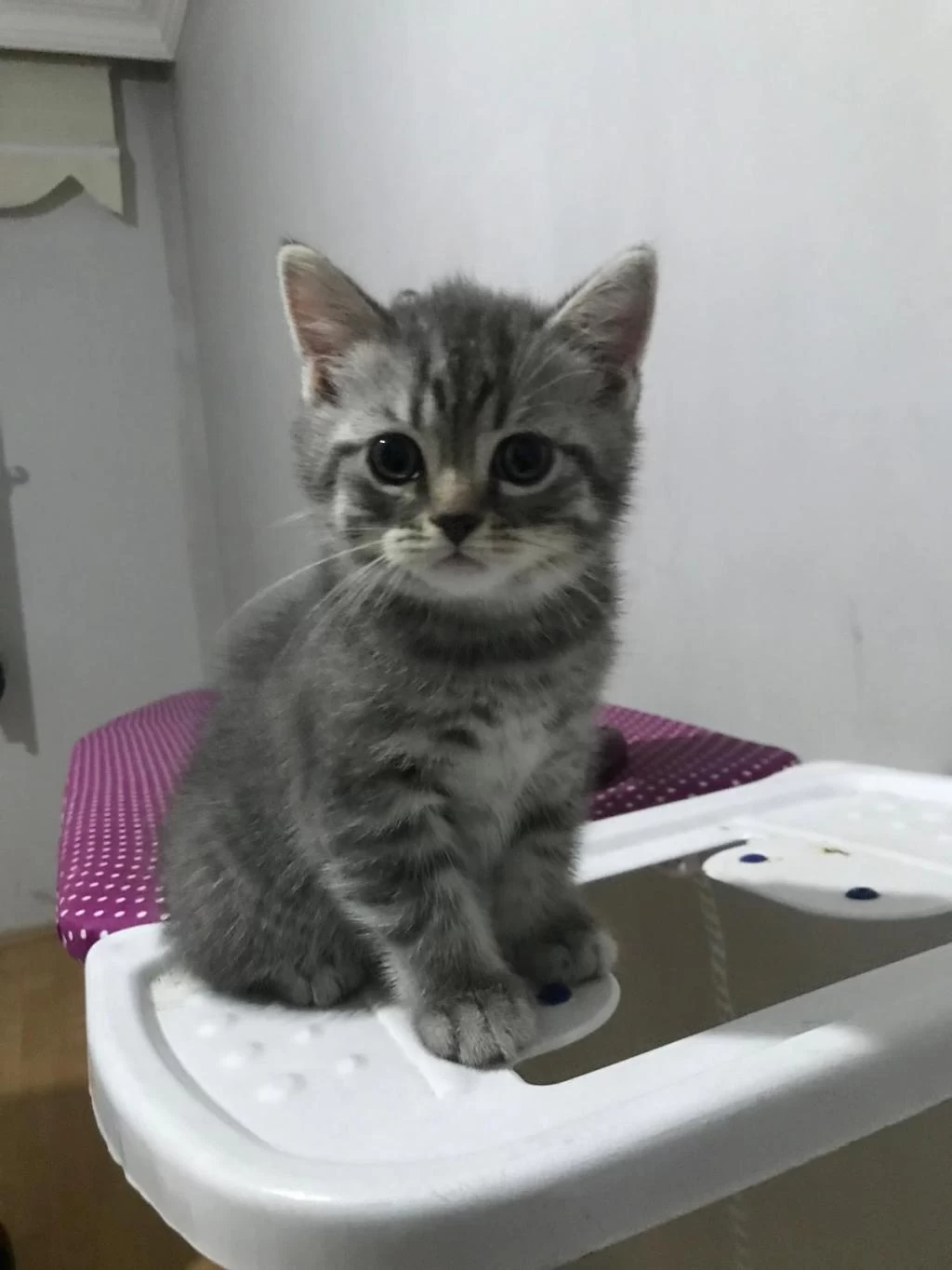 British Shorthair Kediler