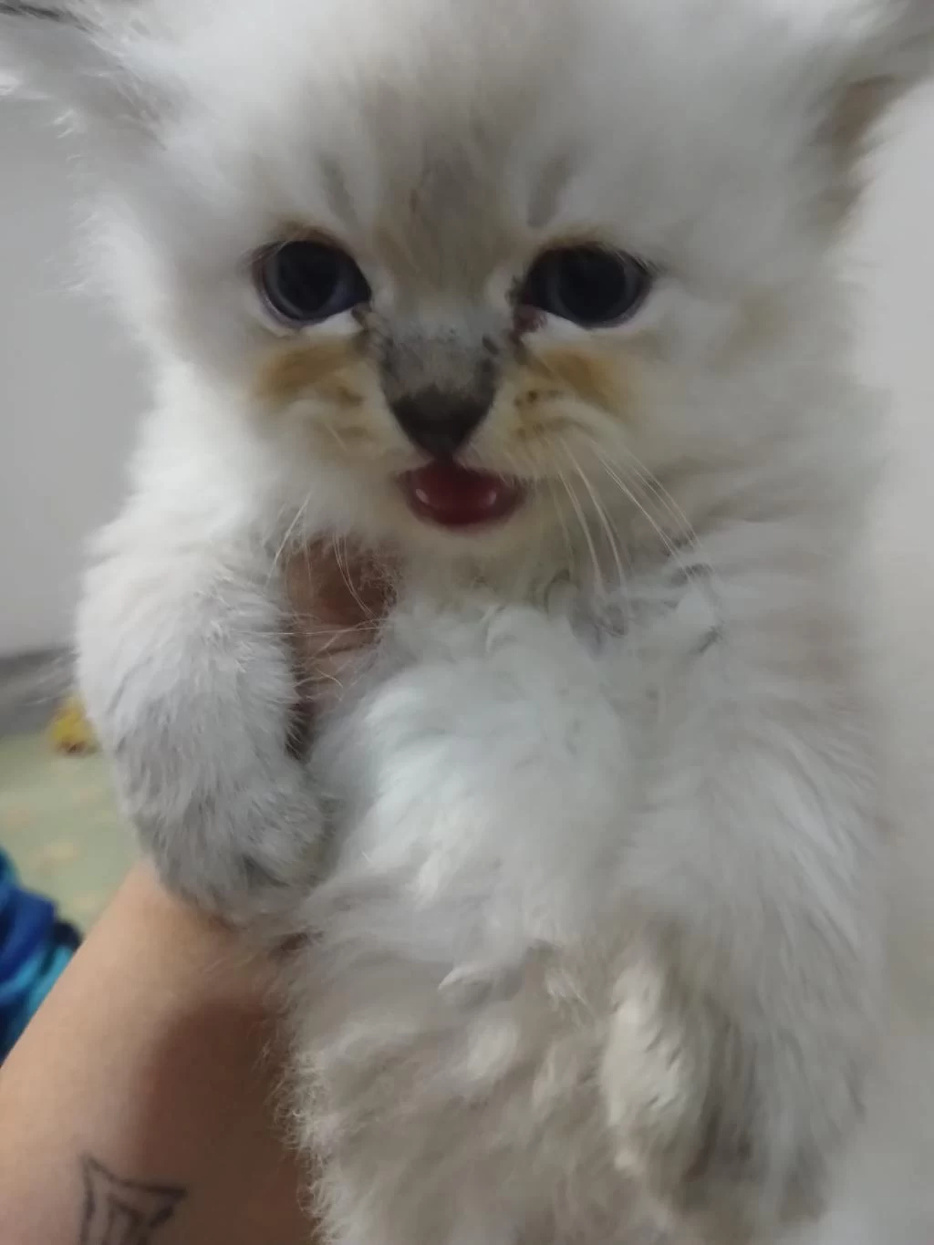 British Longhair Kedisi 2 Aylık