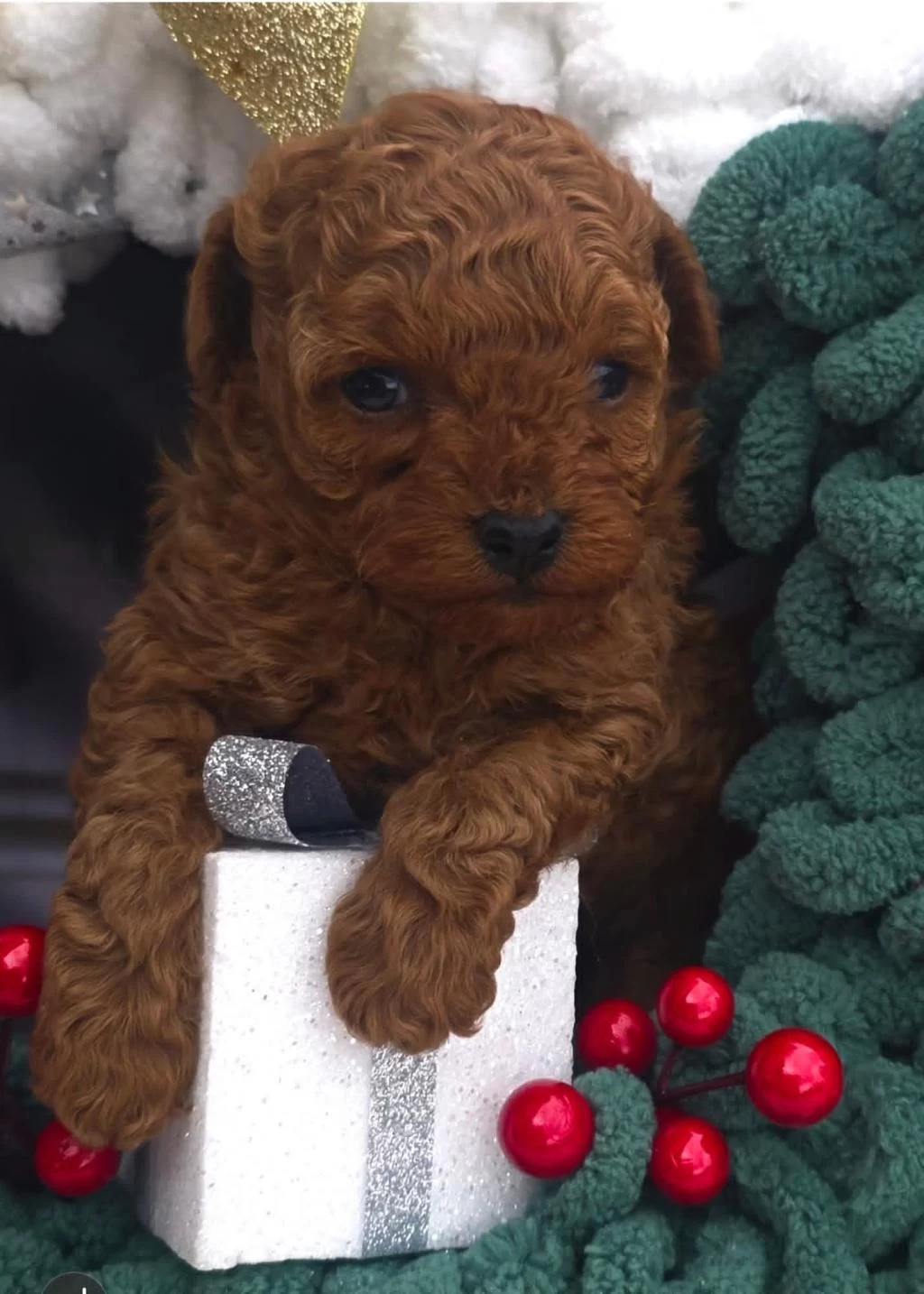 Aşili Toy Poodle Yavrularimiz