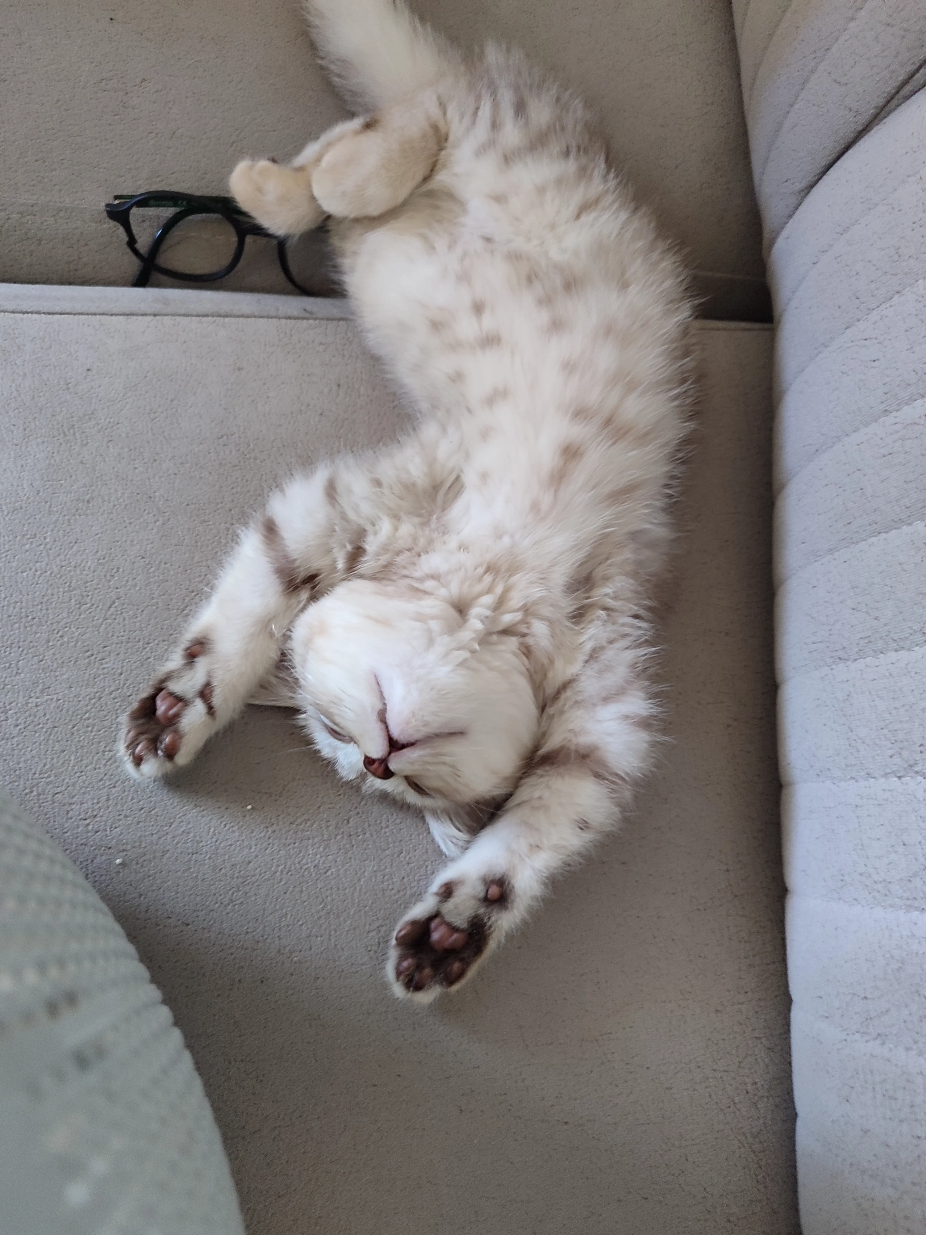 Safkan british shorthair