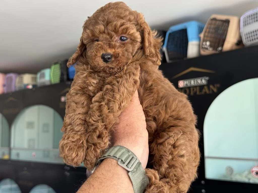 Petmode Köpek Çiftliğinden Toy Poodle