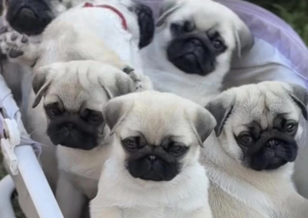 Pug Safkan Köpeğimiz