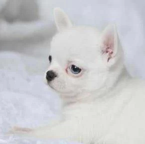 Elit Patiler Farkıyla Chihuahua Yavrular