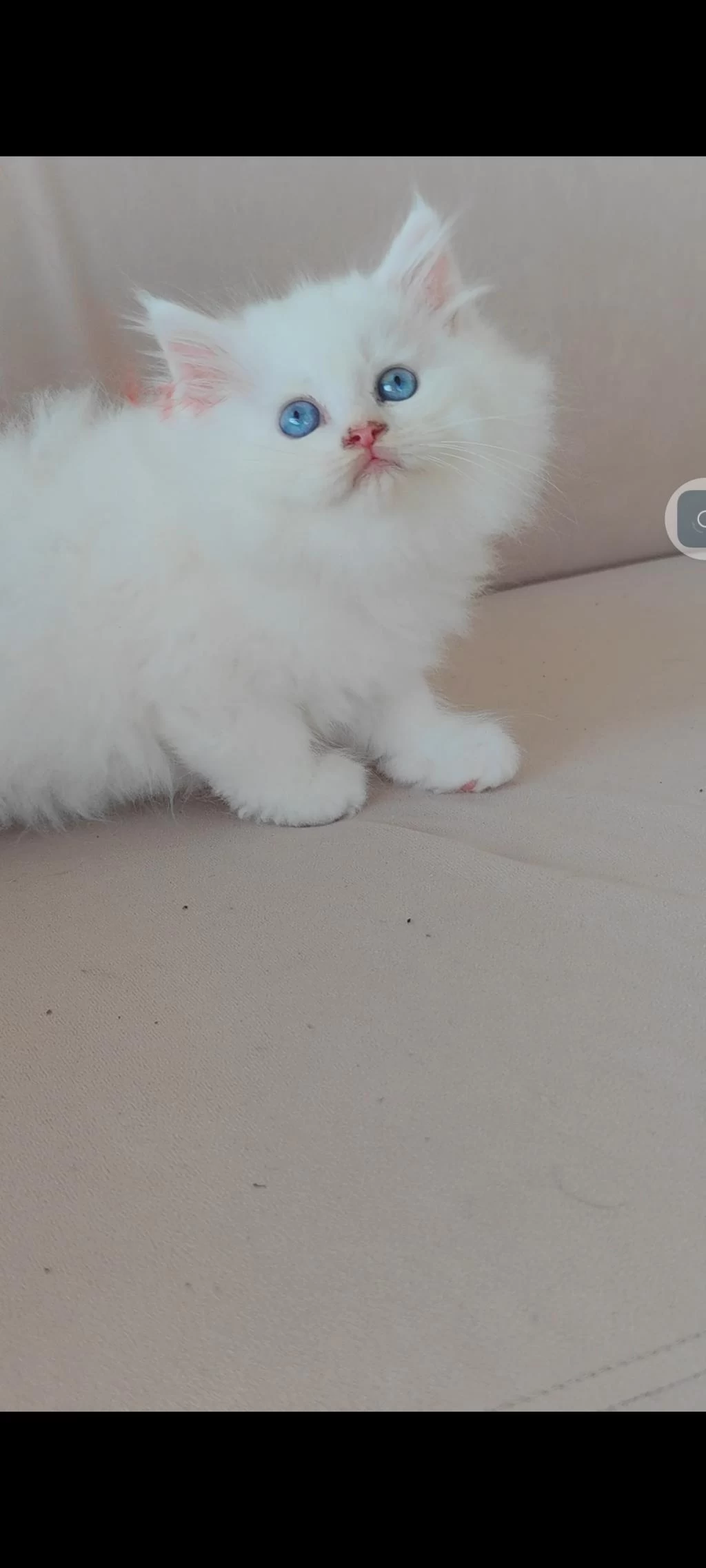 British Longhair Kedisi