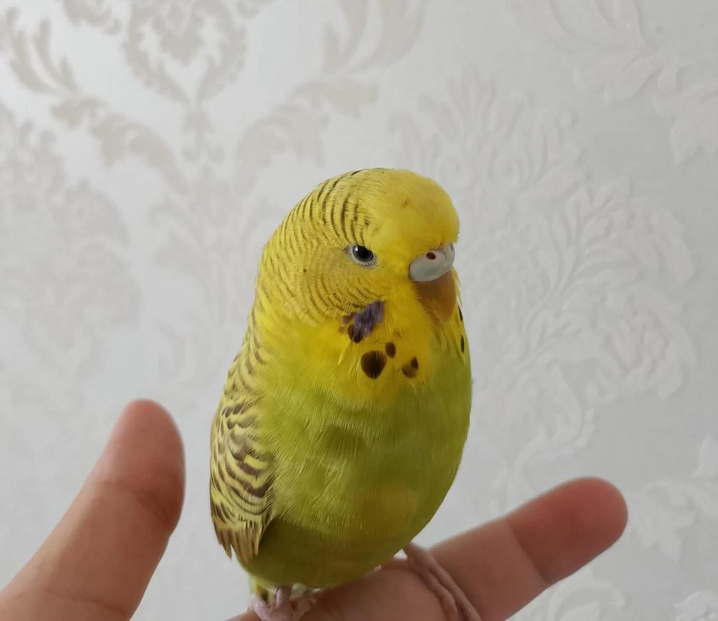 Cins Yavru Muhabbet Kuşu Yavru