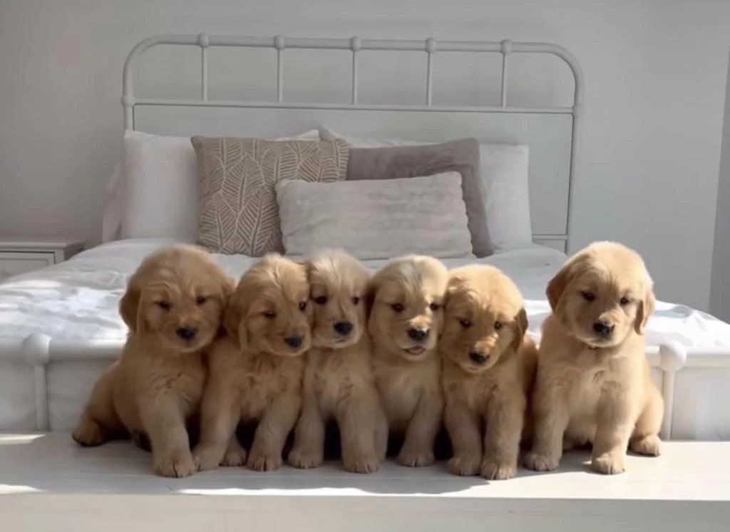 Safkan Koca Kafa Macar Golden Gülenyüz Yavrular Hazır