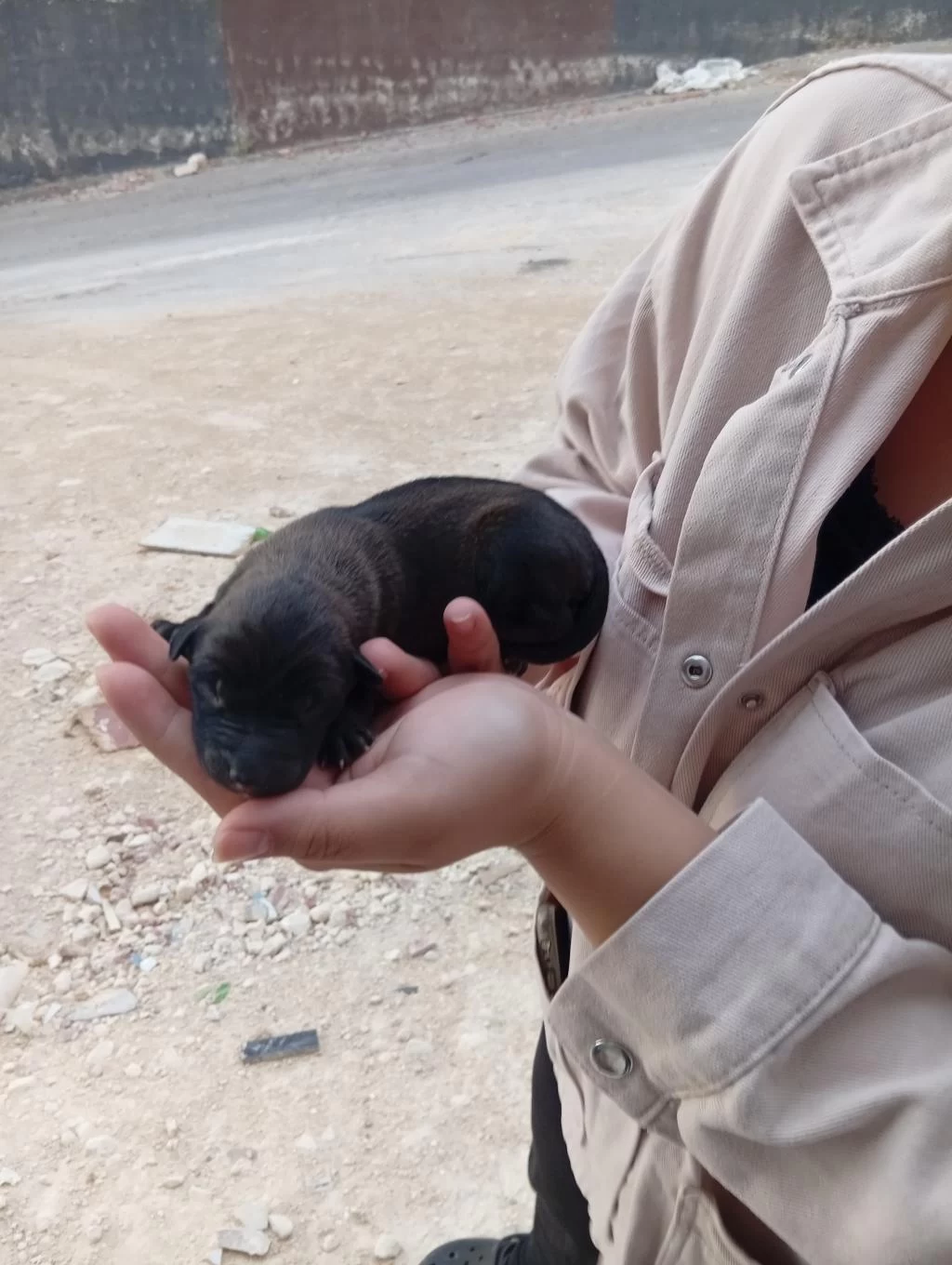 Belçika Malinois Yavrusu