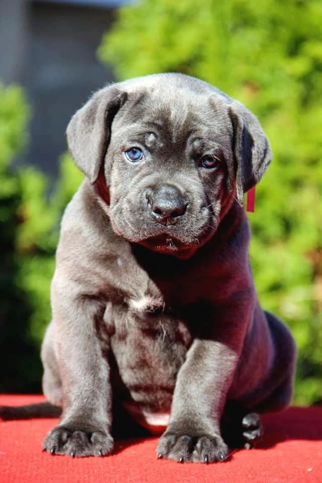 2 Aylık Bodyguard Cane Corso Yavrularım