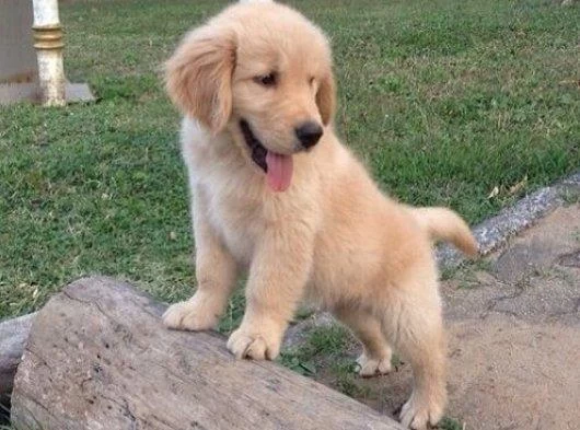 2 Aylık Şımarık Golden Retriever Yavrularım