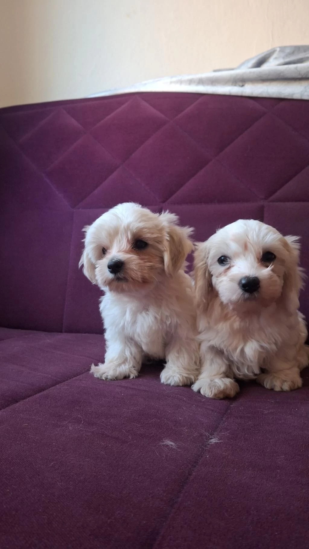 Kore Maltese Bebekler