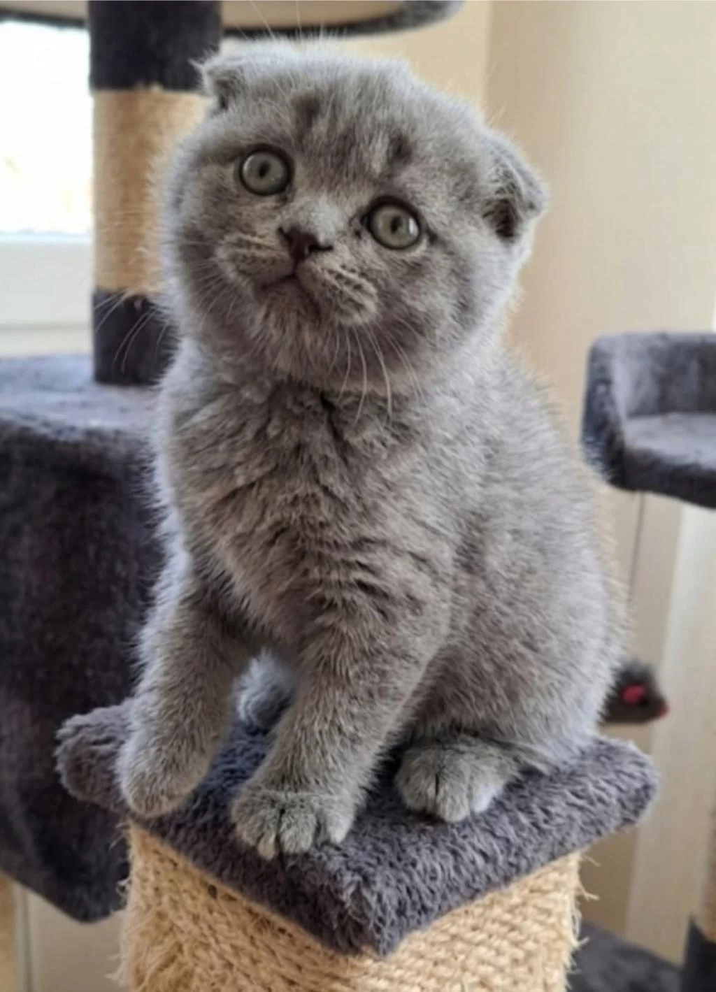 Küçük Scottish Fold Minnaklarım