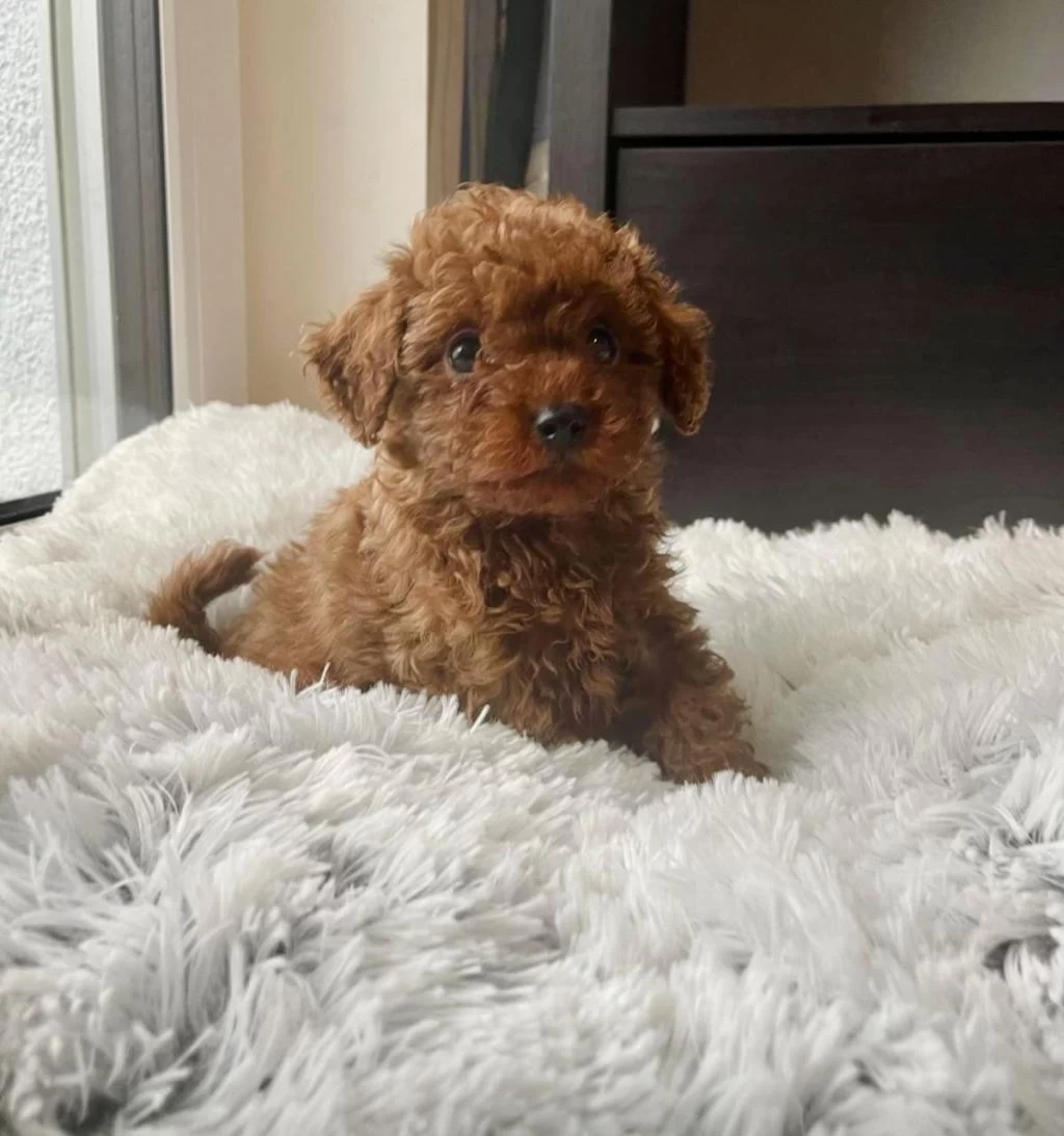 Sağlıklı Toy Poodle Bebekler