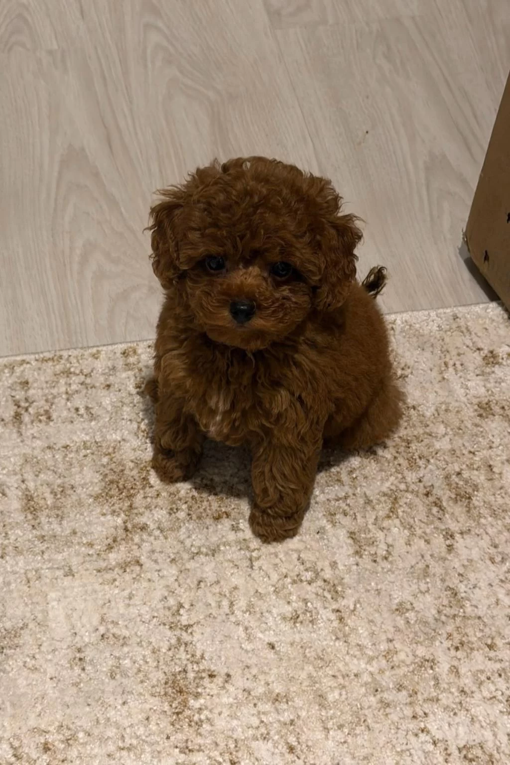 Güzelliğin Tanimi Toy Poodle Yavru