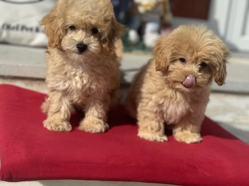 Petmode Köpek Çiftliğinden Maltipoo Yavrular