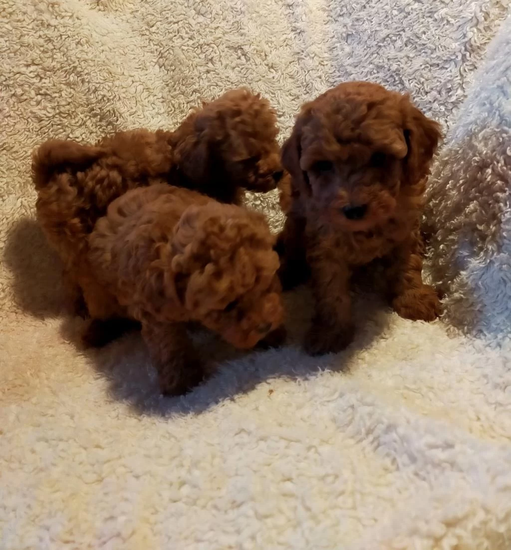 Petmode Köpek Çiftliğinde Ziyarete Açık Toy Poodle
