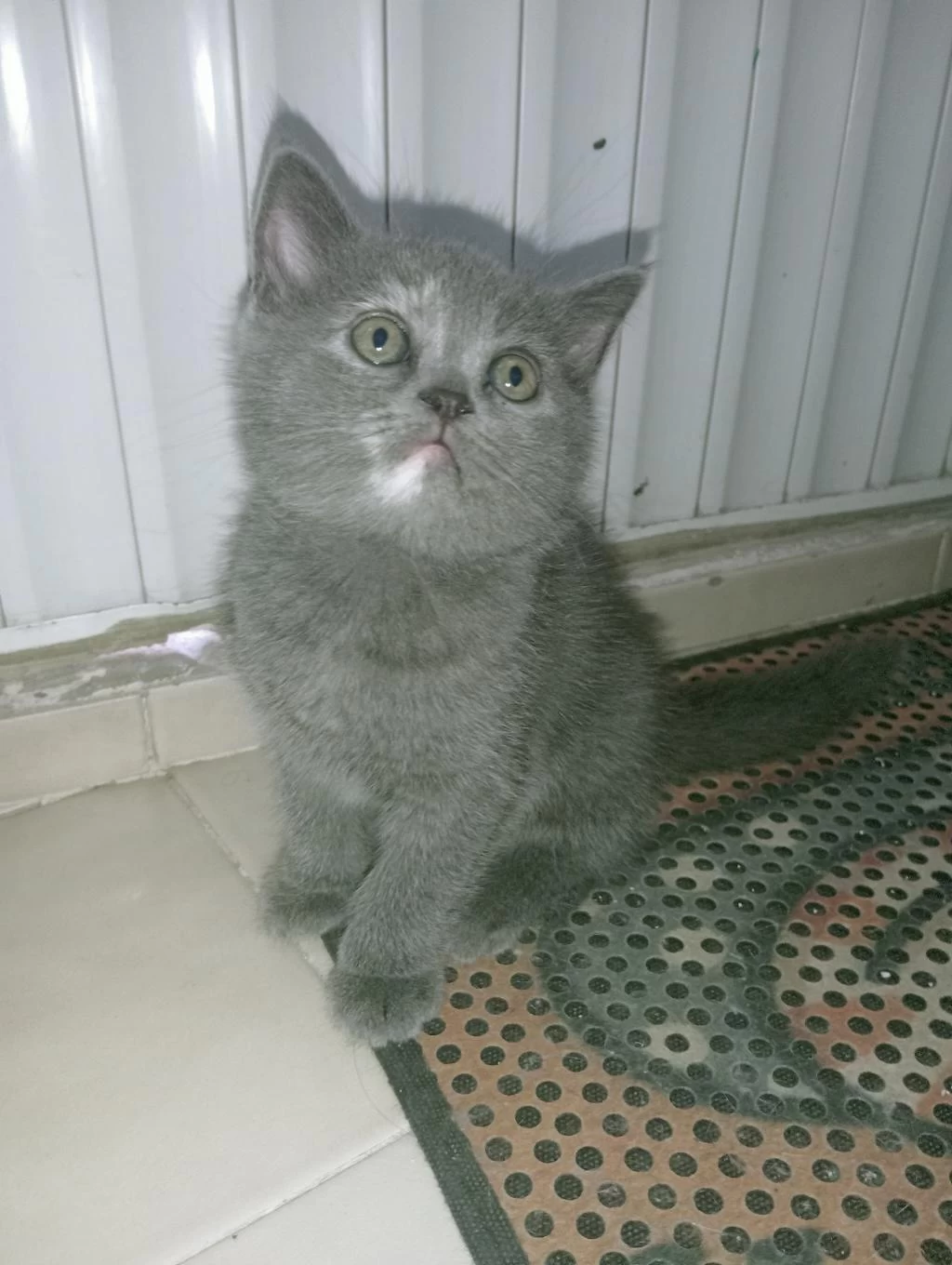 British Shorthair Yavrular